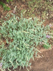 Lupinus formosus formosus