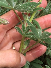 Lupinus formosus formosus