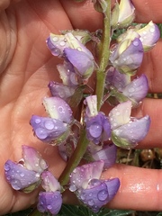Lupinus formosus formosus