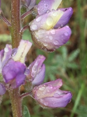 Lupinus formosus formosus