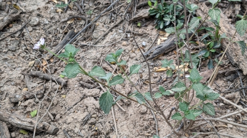 Image of Lantana achyranthifolia by (c) Joseph Aubert, some rights reserved (CC BY)
