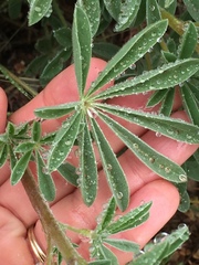 Lupinus formosus formosus