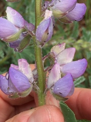 Lupinus formosus formosus