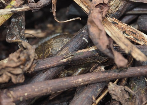 Scinax quinquefasciatus
