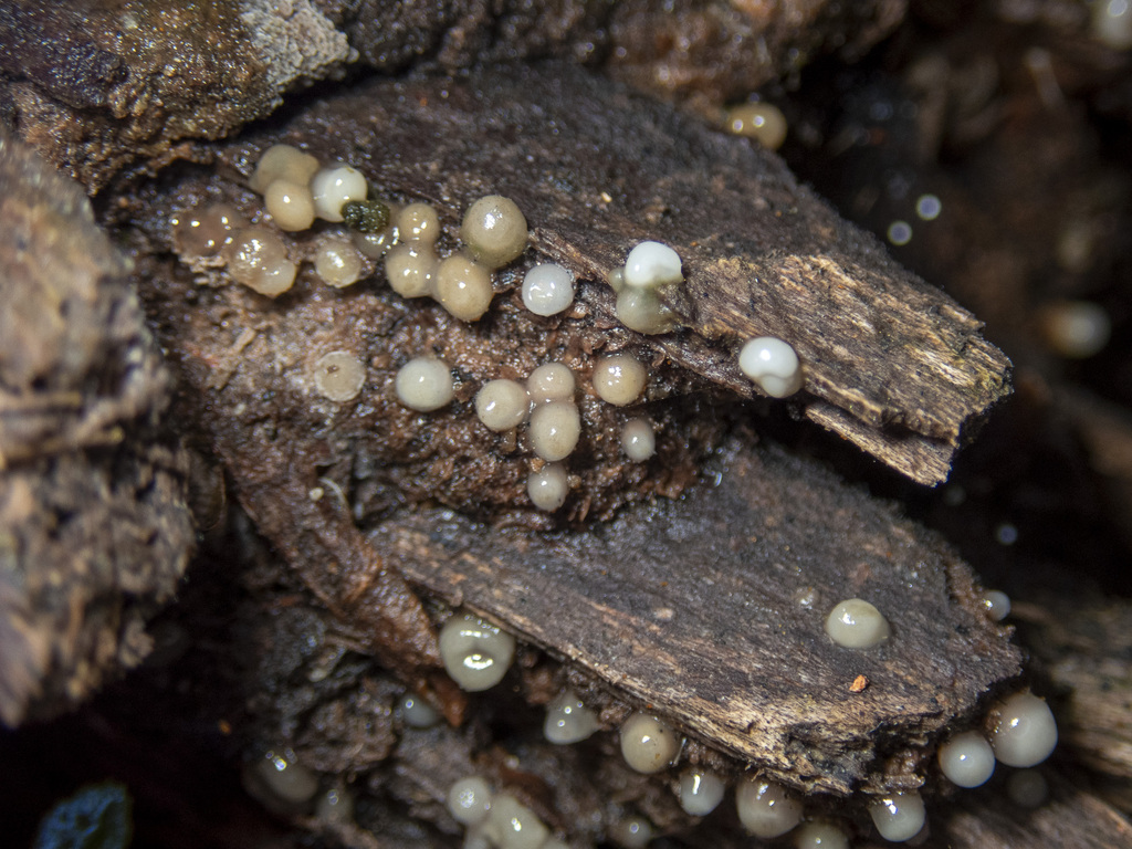 Helicogloea compressa from Balook VIC 3971, Australia on May 23, 2021 ...