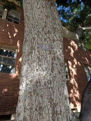 Afrocarpus gracilior