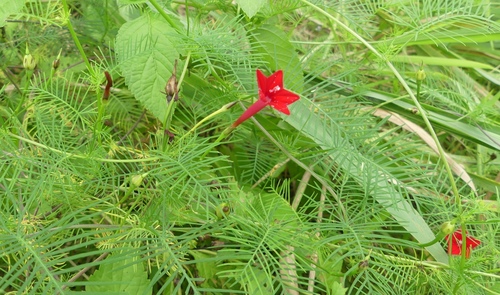 Cypress Vine