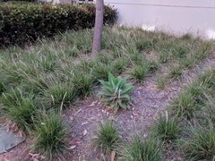 Sesleria autumnalis