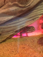 Eublepharis macularius