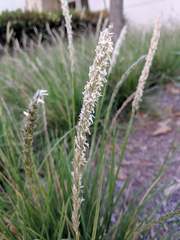 Sesleria autumnalis