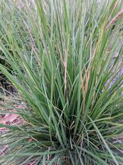 Sesleria autumnalis