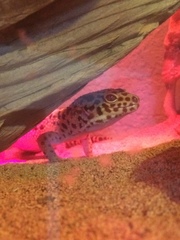 Eublepharis macularius