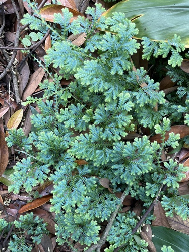 Peacock Spikemoss