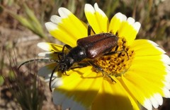 Brachysomida californica