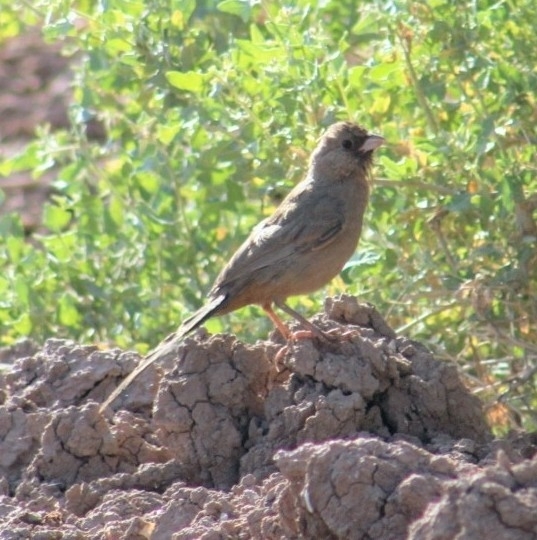 Abert's Towhee (Melozone aberti)