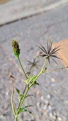 Forbicina pelosa (Bidens pilosa): origine e usi — foto 2