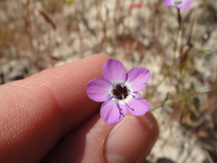Gilia tenuiflora amplifaucalis