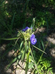 Tradescantia reverchonii