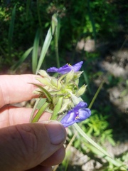Tradescantia reverchonii