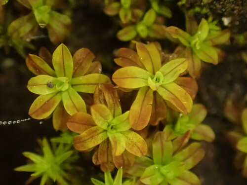 Syntrichia latifolia