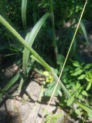 Tradescantia reverchonii