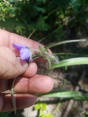 Tradescantia reverchonii