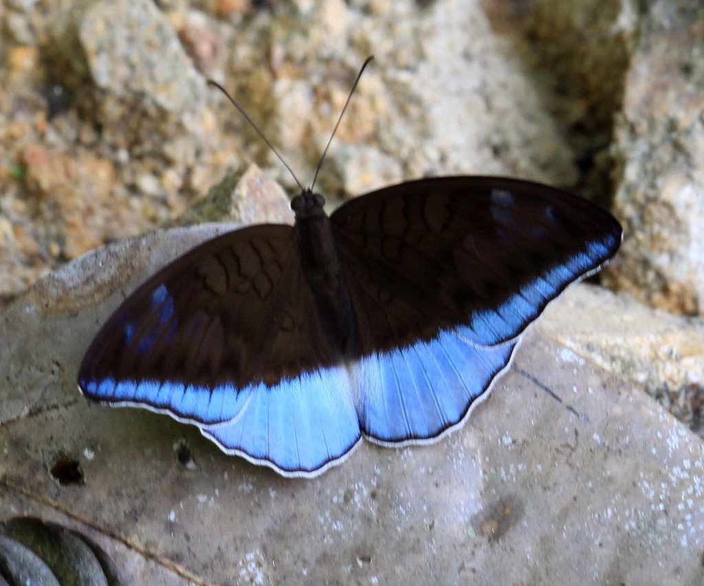 Blue Count