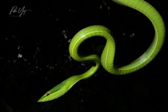 Green Vine Snake photo 2