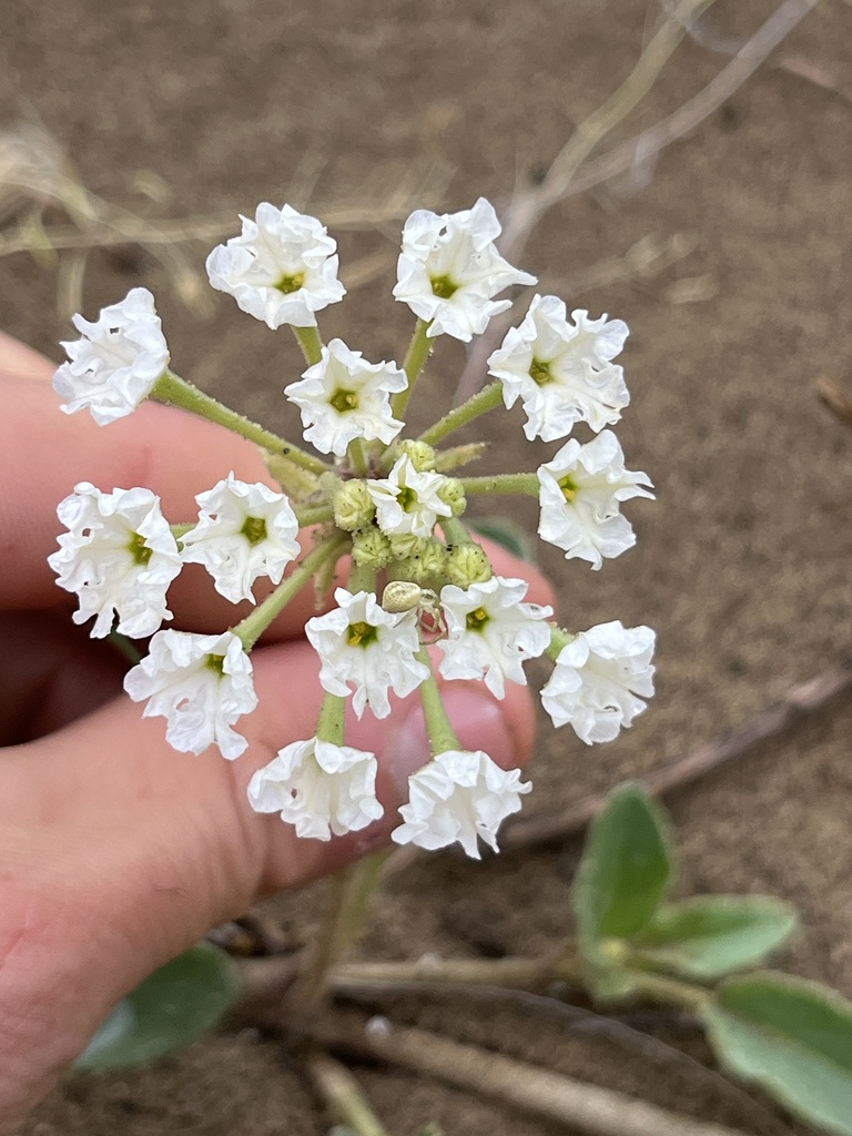 White Sand Verbena from Royal City, WA, US on May 4, 2024 at 10:58 AM ...