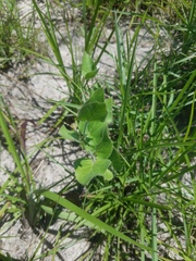 Matelea cynanchoides