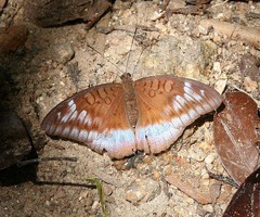 Tanaecia flora