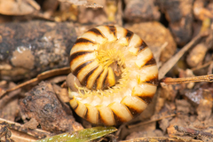 Rhysodesmus texicolens