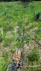 Eriogonum multiflorum