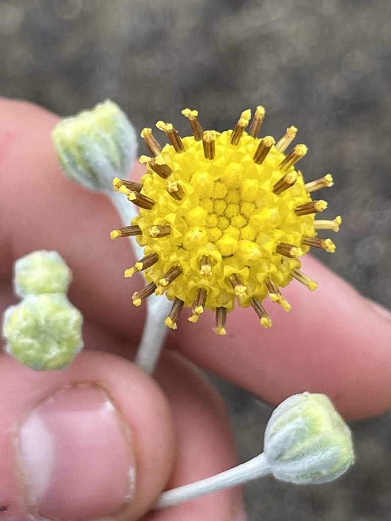 Fineleaf Woollywhite from Royal City, WA, US on May 4, 2024 at 11:05 AM ...