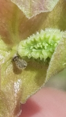 Mirabilis austrotexana