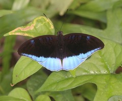 Tanaecia flora