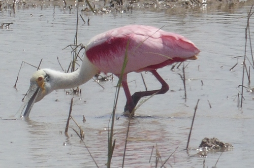 Roseate Spoonbill