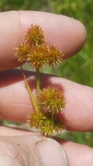 Juncus brachycarpus
