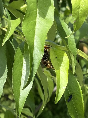 Yellow-legged Hornet