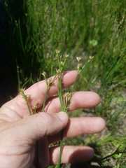 Juncus trigonocarpus