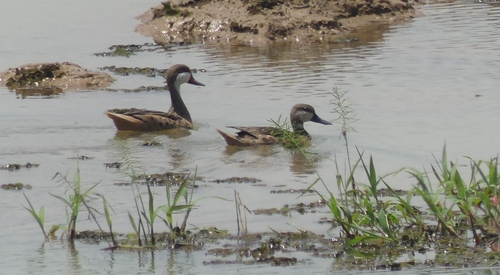 White-cheeked Pintail