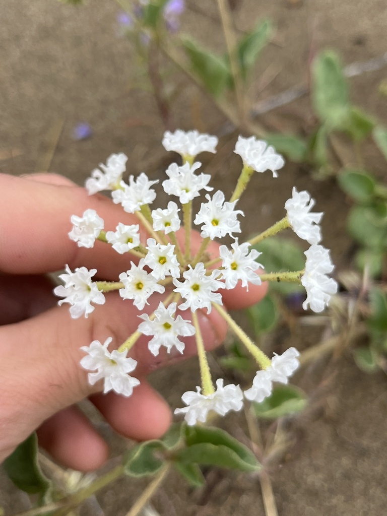 White Sand Verbena from Royal City, WA, US on May 4, 2024 at 10:49 AM ...