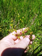 Juncus acuminatus