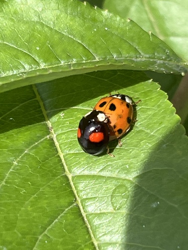 Asian Lady Beetle