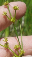Juncus acuminatus