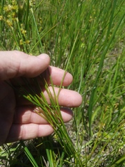 Juncus acuminatus