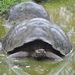 Galápagos Giant Tortoise - Photo (c) John G. Phillips, some rights reserved (CC BY-NC), uploaded by John G. Phillips