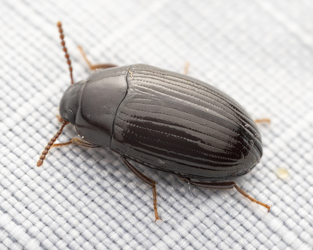 Platydema laevipes
