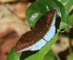 Tanaecia flora