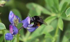 Habropoda tristissima